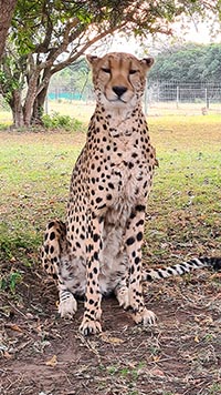 Cheetah (ghepardo)